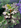 Hydrangea quercifolia 'Oak-leaf hydrangea'
