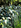 Viburnum japonicum 'Japanese viburnum'
